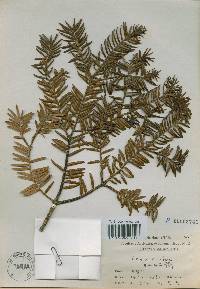 Torreya nucifera image