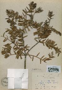 Torreya nucifera image