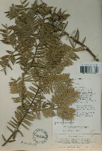 Torreya nucifera image