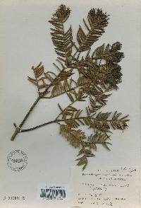 Torreya nucifera image