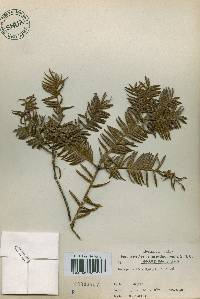 Torreya nucifera image