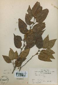 Image of Alnus firma