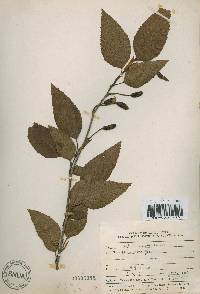 Alnus firma image