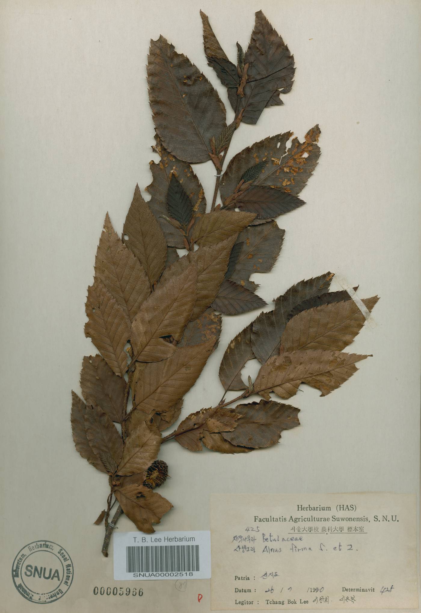Alnus firma image