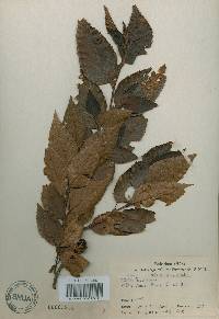 Alnus firma image