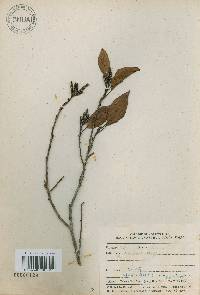 Alnus japonica image