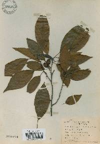 Alnus japonica image