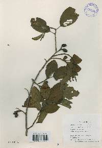 Alnus japonica image