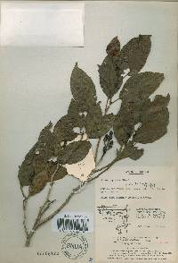 Alnus japonica image