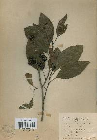 Alnus japonica image