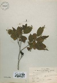 Alnus japonica image