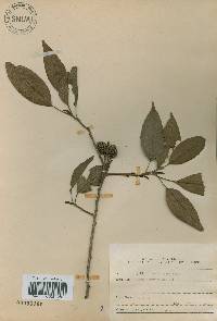 Alnus japonica image