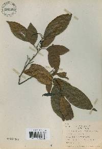 Alnus japonica image