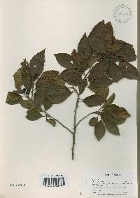 Alnus japonica image