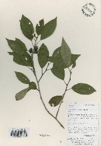 Alnus japonica image