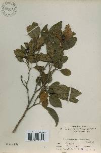 Alnus japonica image