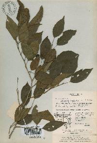 Alnus incana image