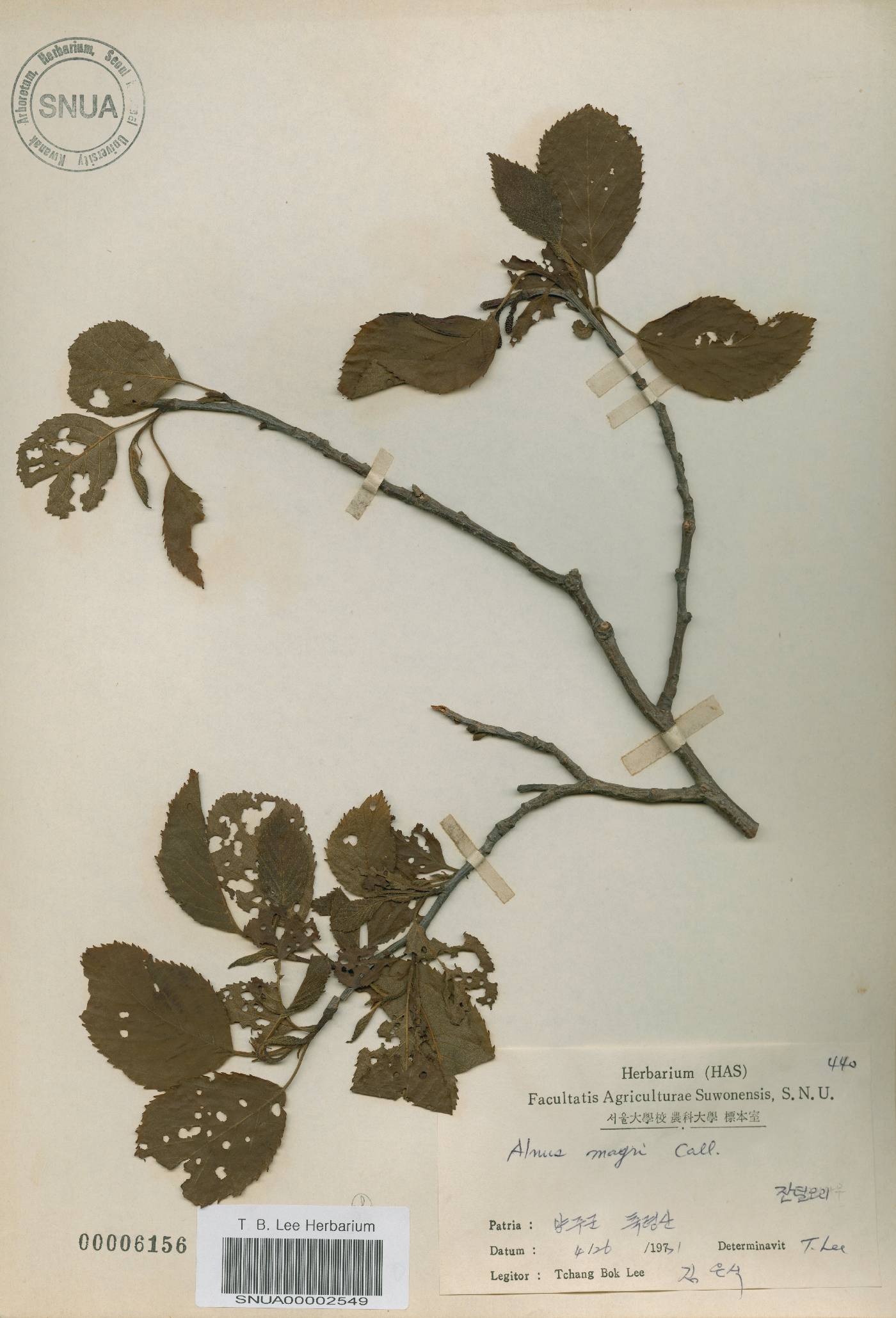 Alnus japonica image