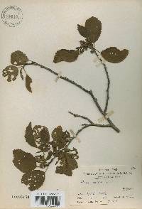 Alnus japonica image