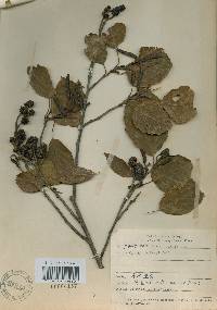 Alnus japonica image