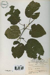 Image of Alnus viridis