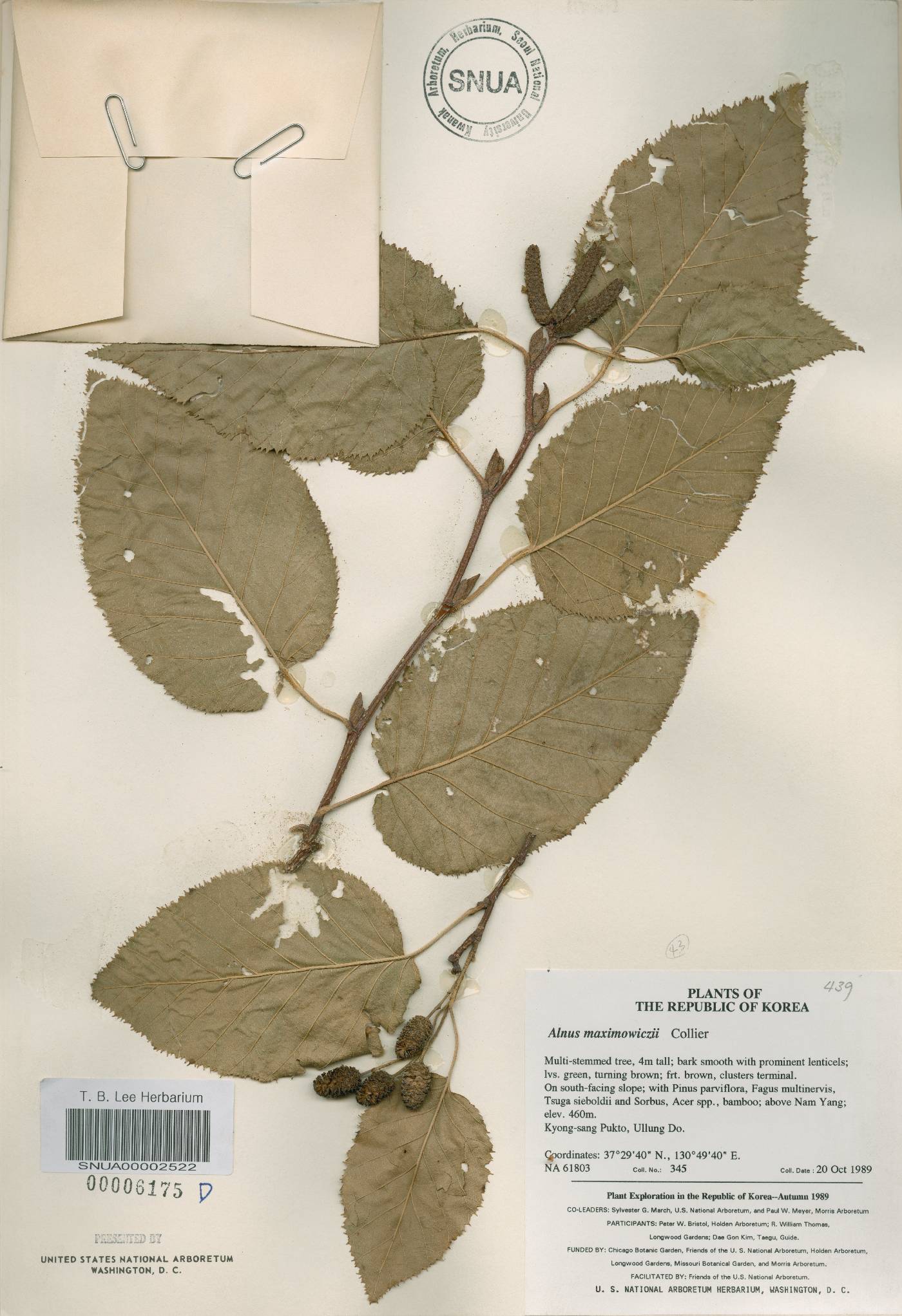 Alnus alnobetula subsp. fruticosa image