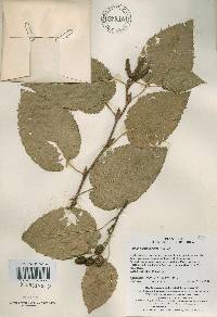 Alnus alnobetula image