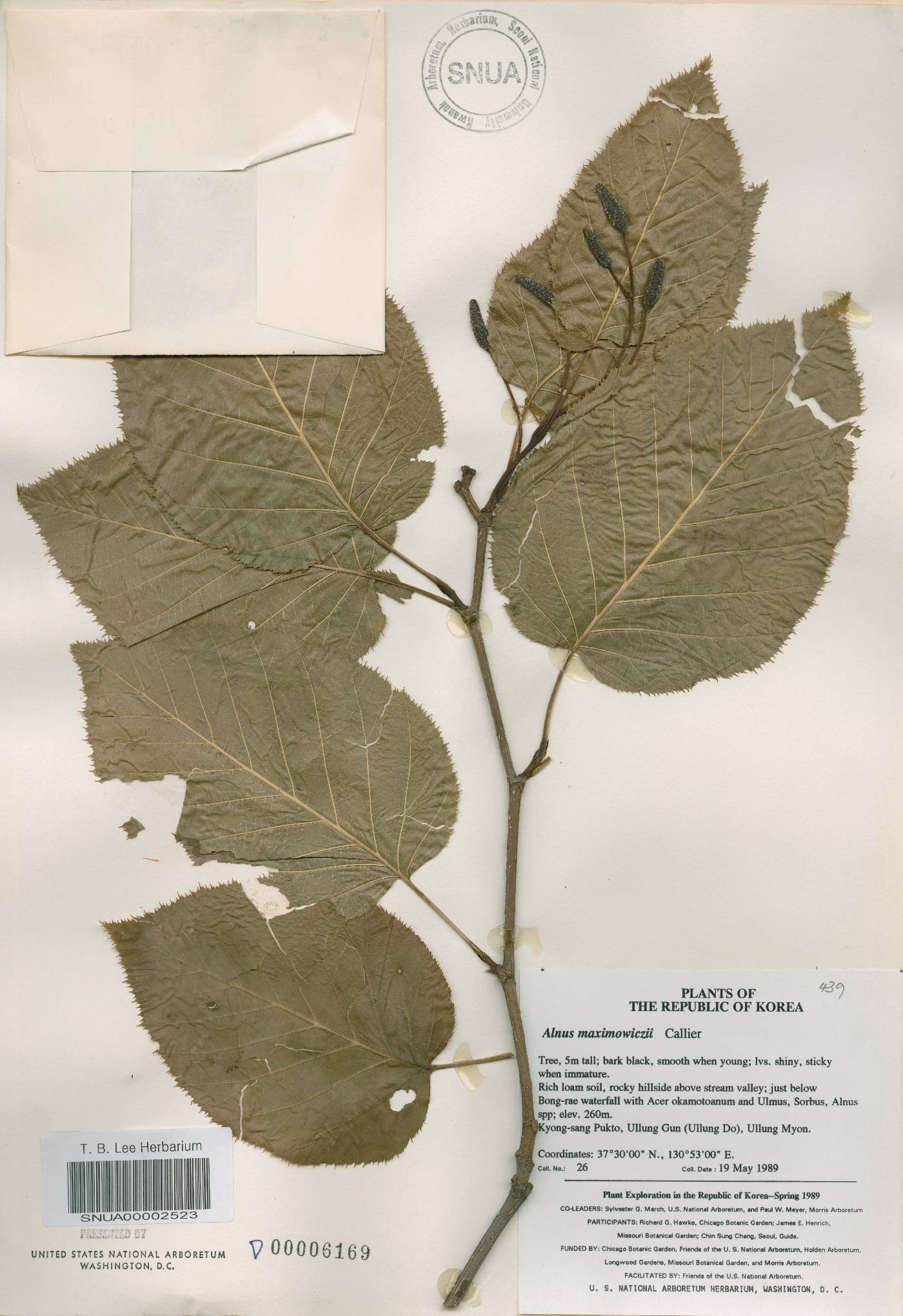 Alnus alnobetula subsp. fruticosa image