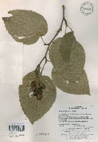 Alnus alnobetula image