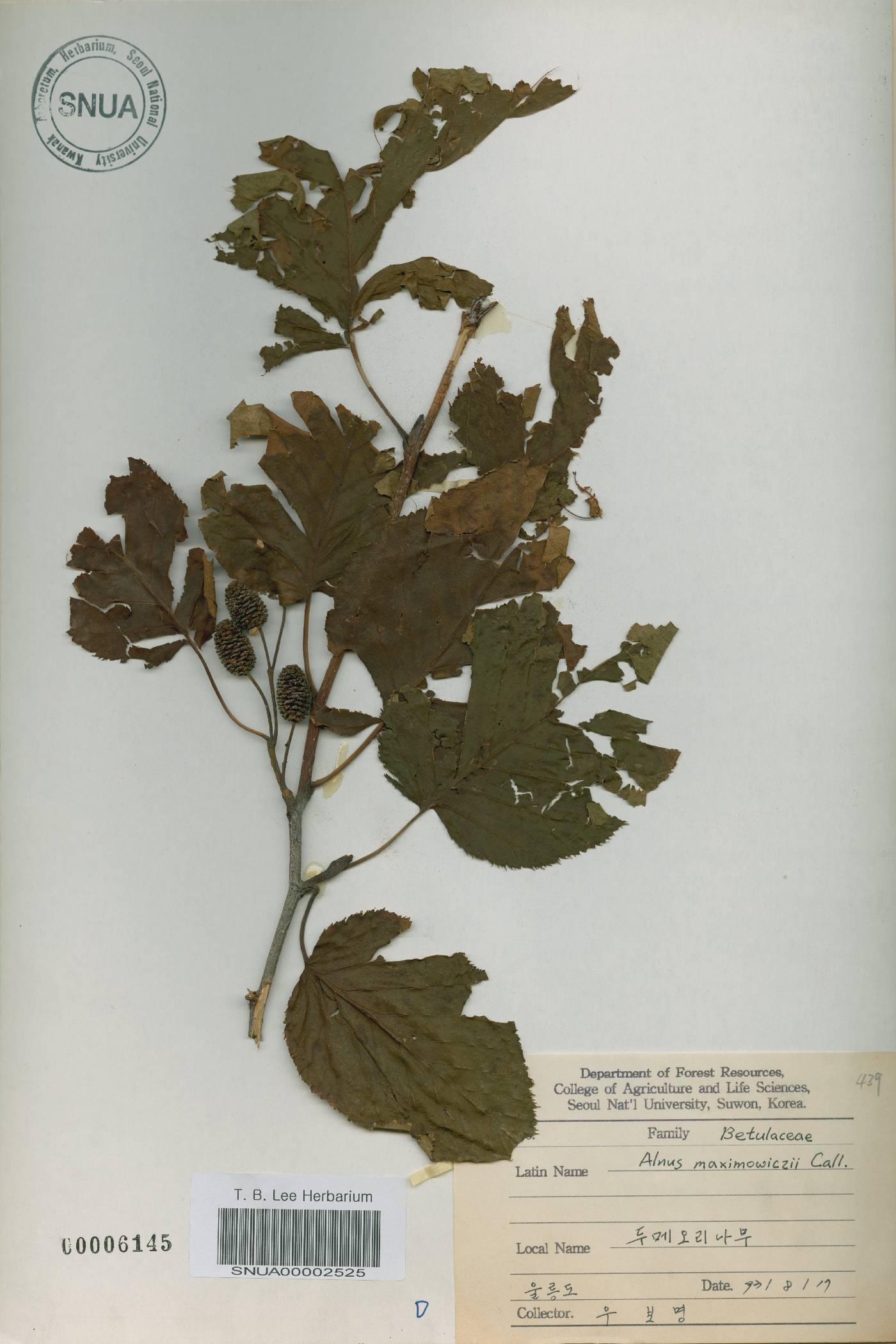 Alnus alnobetula subsp. fruticosa image