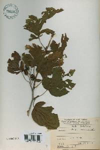 Alnus alnobetula image