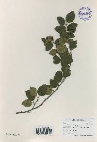 Betula chinensis image