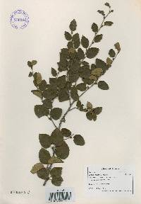 Betula chinensis image