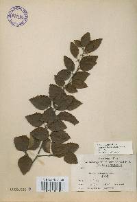 Betula chinensis image