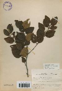 Betula chinensis image