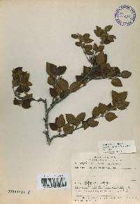 Betula chinensis image