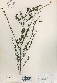 Betula chinensis image