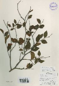 Betula chinensis image