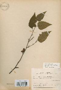 Betula costata image