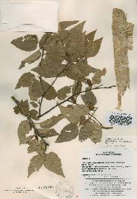 Betula costata image