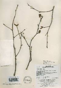 Betula costata image