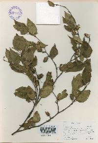 Betula costata image