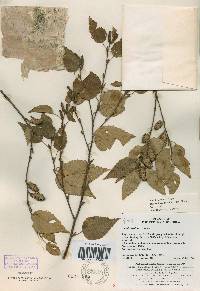 Betula costata image