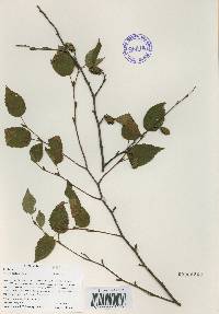 Betula costata image