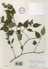 Betula costata image