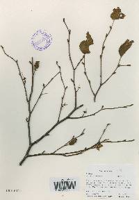 Betula costata image