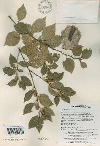 Betula davurica image