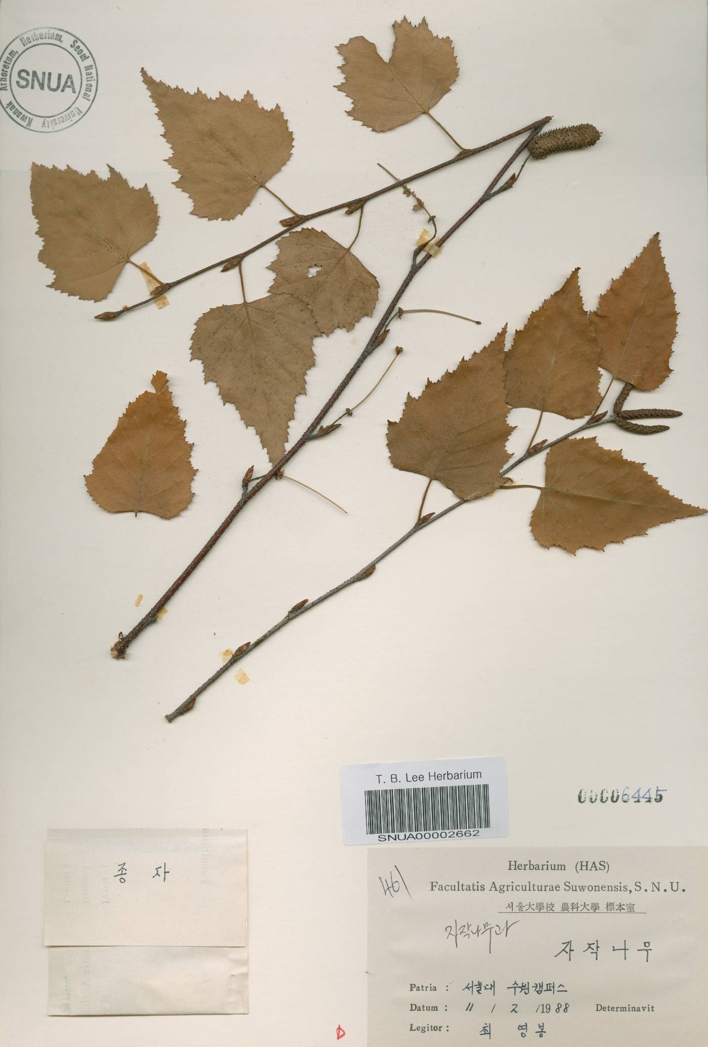Betula pendula image
