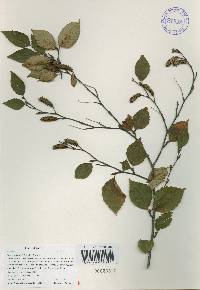 Betula schmidtii image