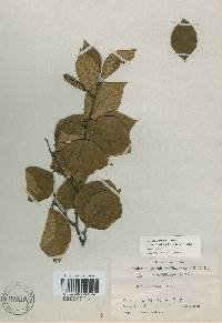 Betula schmidtii image